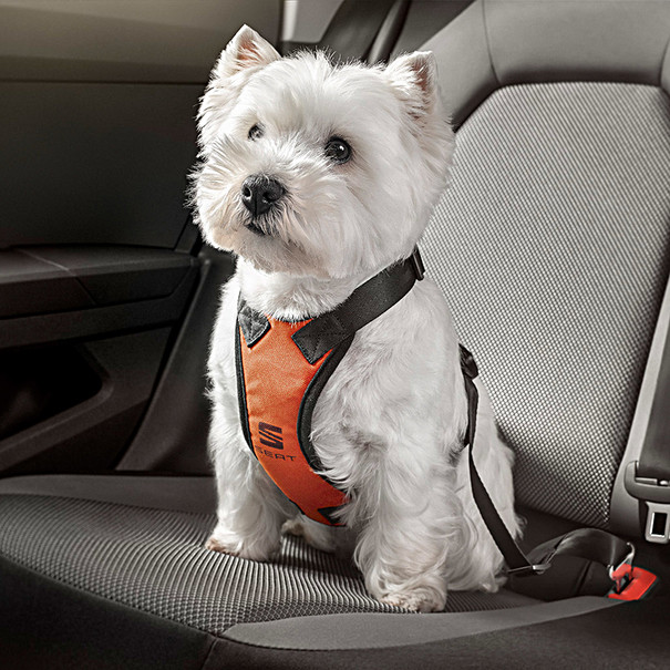 besluiten gracht straffen SEAT hondengordel, maat M (5-15 kg) - Vallei Auto Groep Webshop